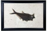 Framed Diplomystus Aspiration (Fish Eating Fish) Fossil - Wyoming #122638-1